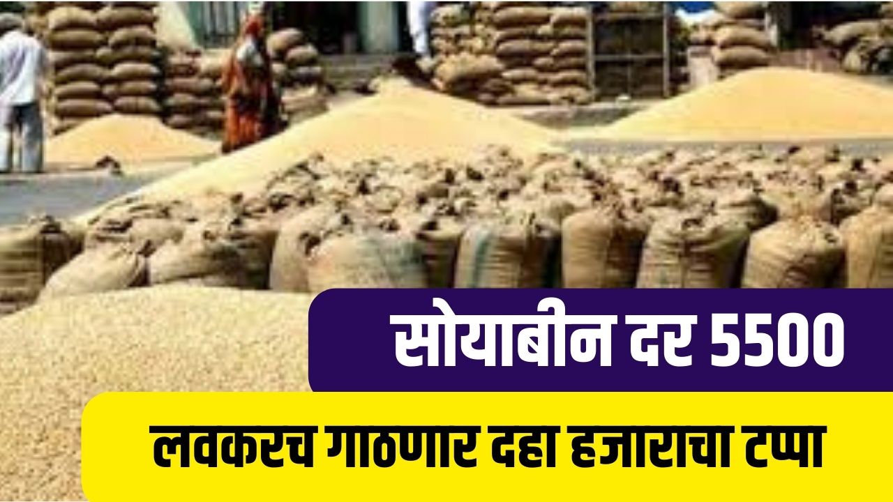 सोयाबीन चे दर 5500 लवकरच गाठणार दहा हजाराचा टप्पा soyabin new rate